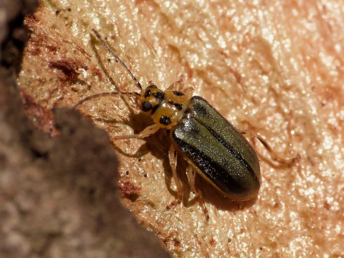 Dormitorio di Xanthogaleruca luteola.